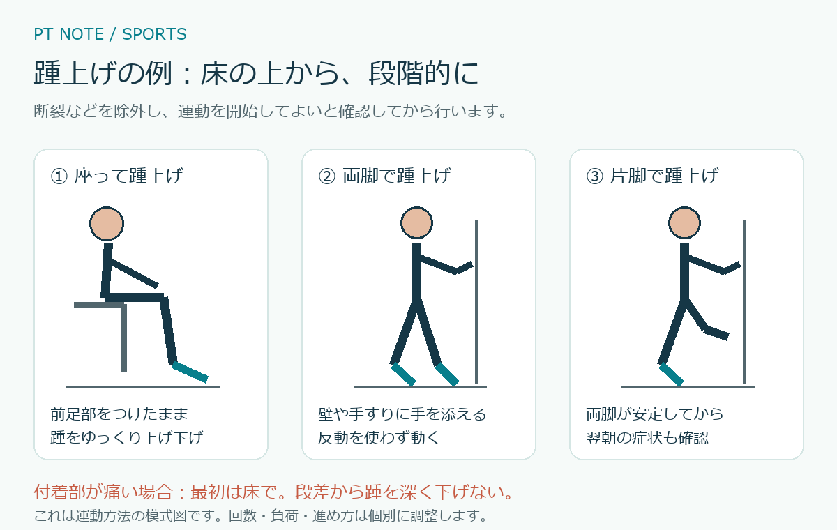 座位、両脚立位、片脚立位での踵上げを示す運動の模式図