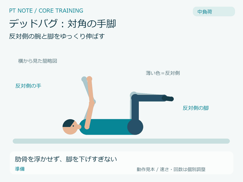 中負荷:デッドバグ:対角の手脚の動作GIF。肋骨を浮かせず、脚を下げすぎない