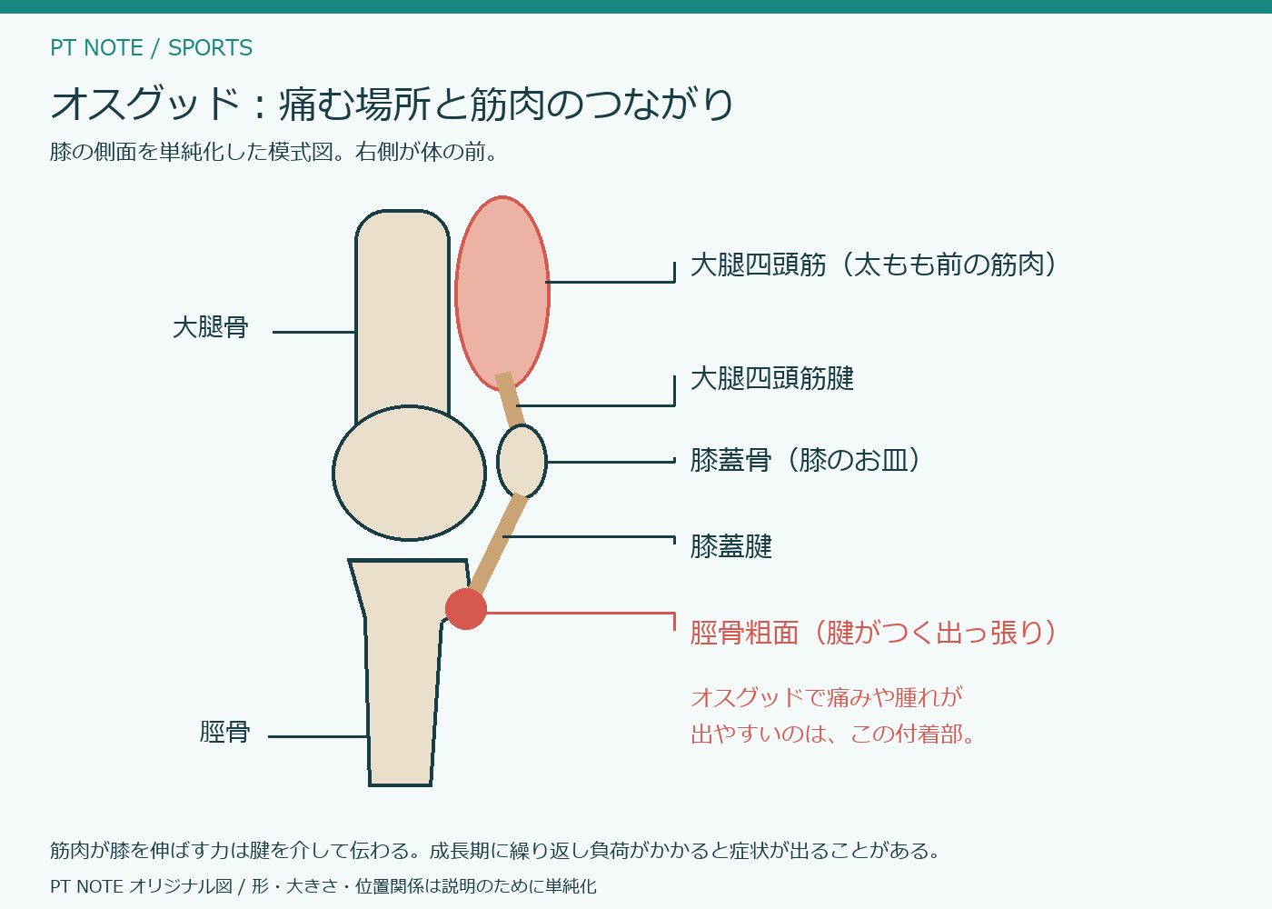 膝の側面の模式図。大腿四頭筋から膝蓋骨、膝蓋腱、脛骨粗面へ力が伝わる関係