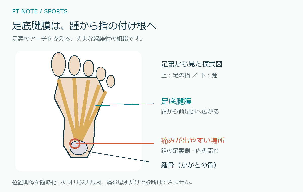 足裏から見た足底腱膜、踵骨、痛みが出やすい踵の内側の位置